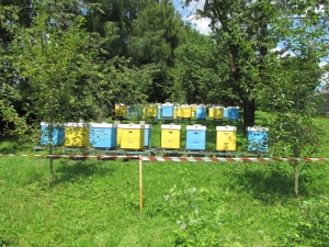 Obraz 382